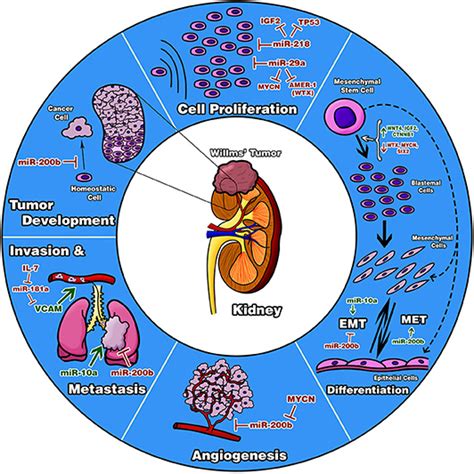 Pathway Wilms Tumor