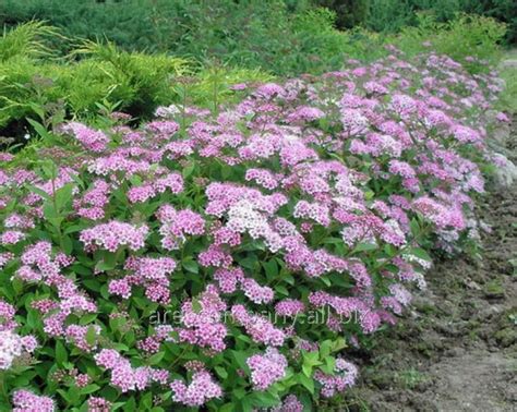 Spiraea Of Spiraea Japonica Japanese Dwarf 20 25 Garden Shrubs