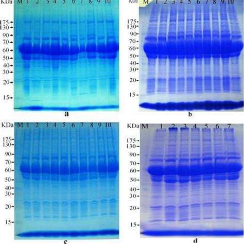 The Protein Banding Patterns Of The Four Rabbit Genotypes In Sds Page