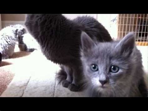 UK Nebelung cats and their kittens – Cats Universe – Everything Cats/Kittens