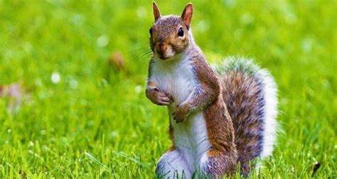 20 Fun Facts About Squirrels | The Fact Site