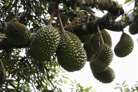 Types Of Durians And How To Pick The Best Durian Blog Youtrip