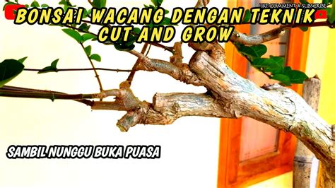 Pruning Dan Buang Tunas Pada Bonsai Wacang Youtube