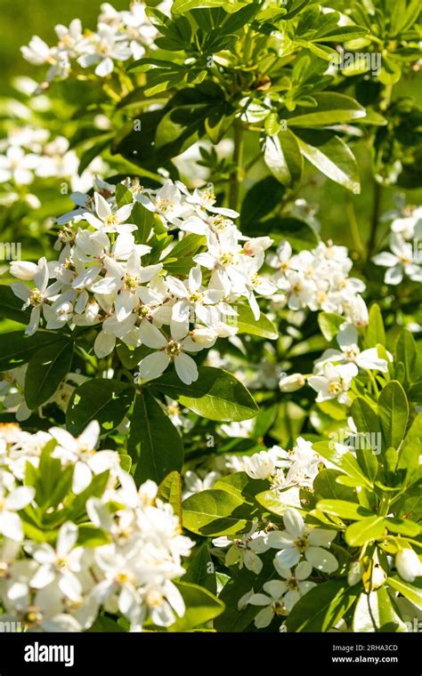 Mexican Orange Blossom Choisya Ternata Stock Photo Alamy