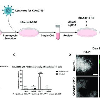 Depletion Of Kiaa By Crispr Interference Crispri A Workflow For