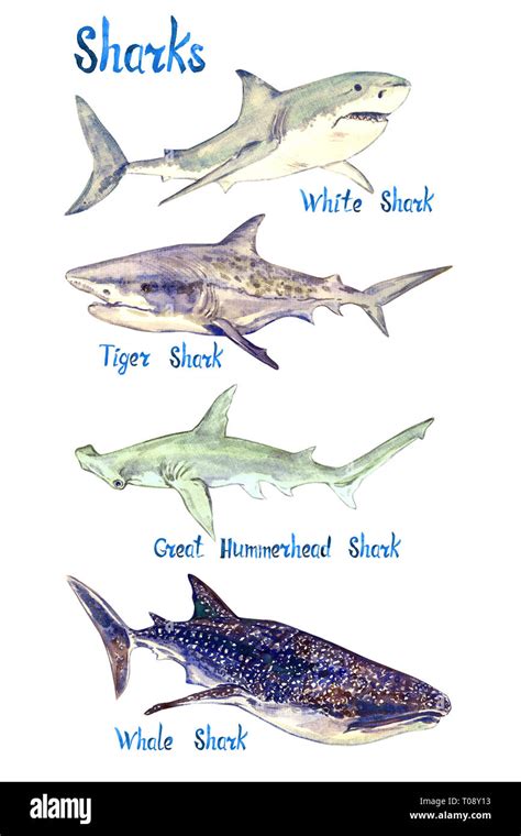 Sharks Species Set White Tiger Great Hammerhead And Whale Shark