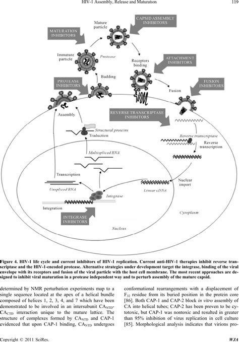 HIV 1 Assembly Release And Maturation