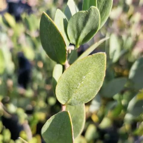 Jojoba Desert Shade Nursery