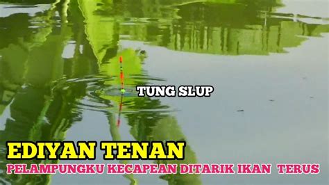 Mancing Ikan Nila Tiket Ribu Sepot Bukaan Perdana Di Tambak Oso