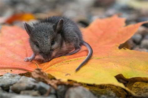 Souris Sylvestre Suzanne Houle Flickr