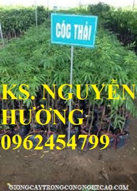 Cây giống cóc thái kỹ thuật trồng cây cóc thái Địa chỉ cung cấp cây