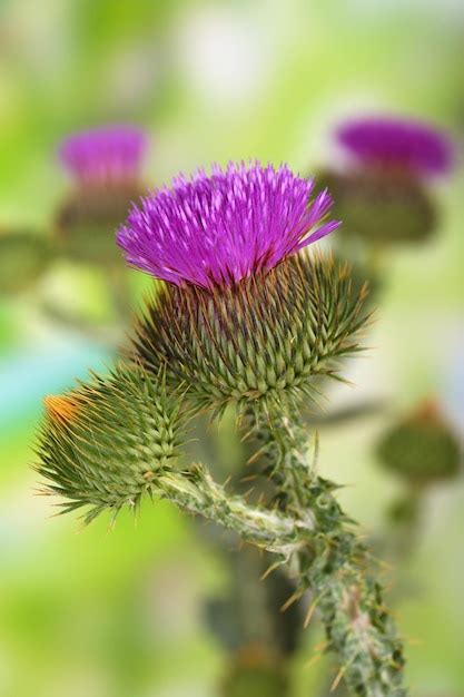 Premium Photo | Thistle flowers on nature background