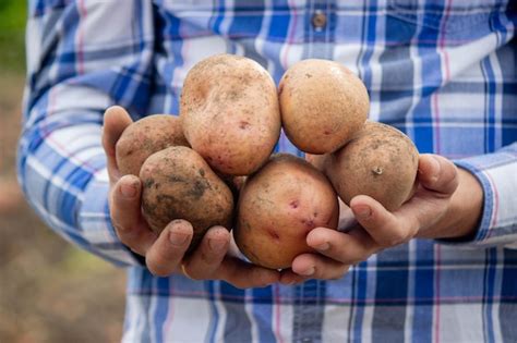 Premium Photo Shovel And Potatoes In The Garden The Farmer Holds