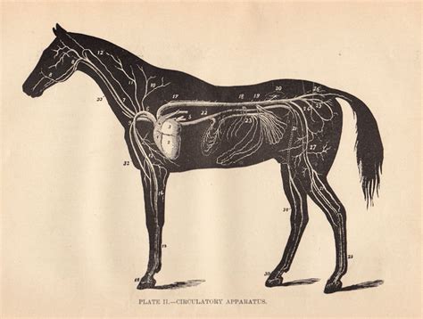 Free Graphic - Horse Anatomy Diagram - The Graphics Fairy