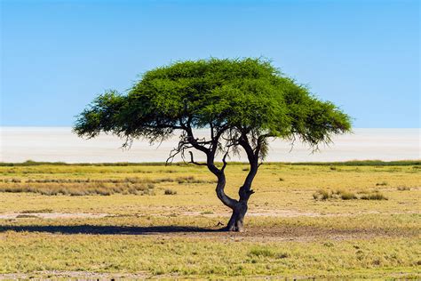 Aafrika Riigid Nende Pealinnad Ja Rahvaarvud Pistik Net