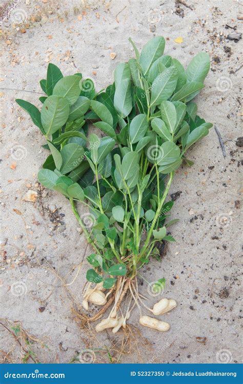 Whole Peanut Plant On Sandy Soil Background Stock Photo - Image of ...