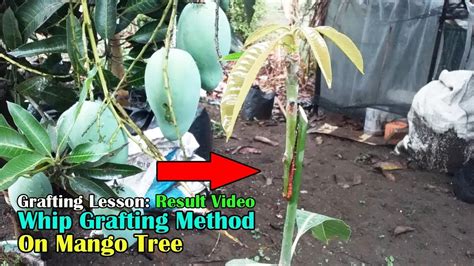 Grafting Lesson Whip Grafting Mango Tree Youtube