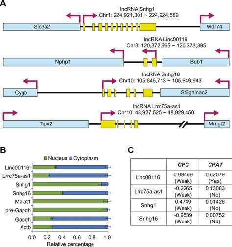 Characterization Of Candidate Lncrnas A Genomic Information Of