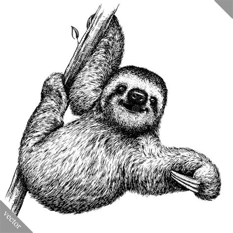 Sloth tattoo – Artofit