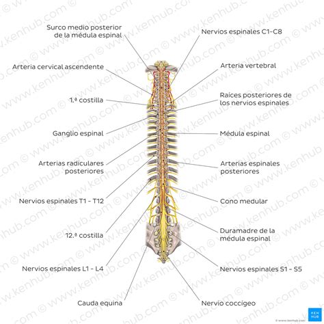 Médula Espinal Anatomía Estructura Vías Y Función Kenhub Free Hot