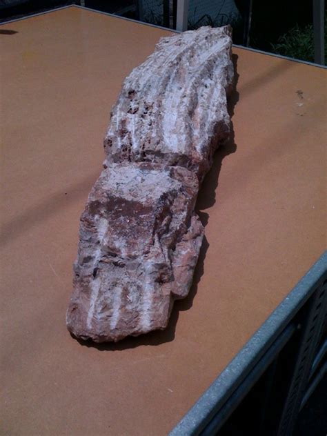 Fossilized Crocodile/alligator Found In Texas! Any Info Appreciated ...