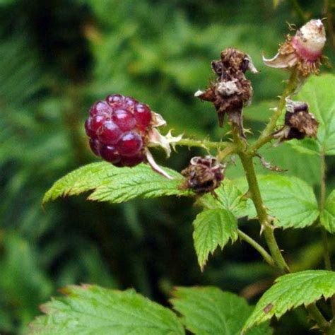 Black Cap Raspberry Fruit Native Plant Guide Native Plants Plant Guide Plant Sale