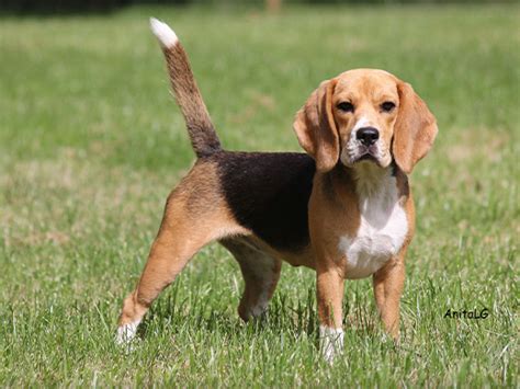 Le beagle diffusion et actualités Société Centrale Canine