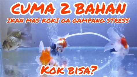 Tips Paling Ampuh Agar Ikan Mas Koki Ga Gampang Stress Dan Ga Mudah