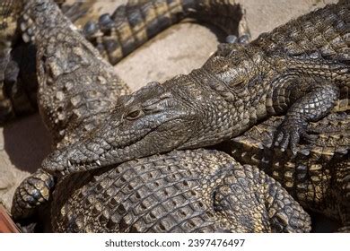 Nile Crocodile Crocodylus Niloticus Sunbathing On Stock Photo