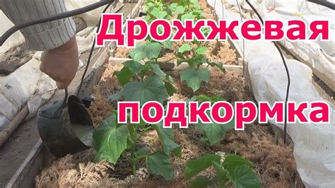 Подкормка помидоров и огурцов дрожжами: эффективные рецепты и отзывы