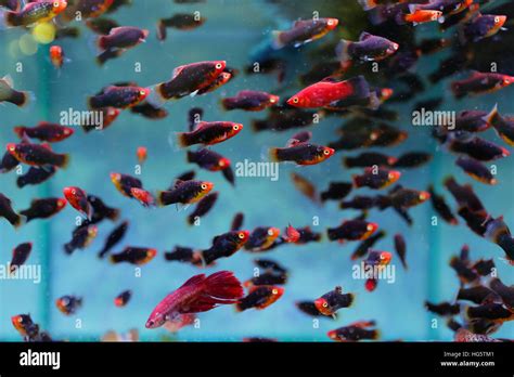 Guppy fish in tank Stock Photo - Alamy