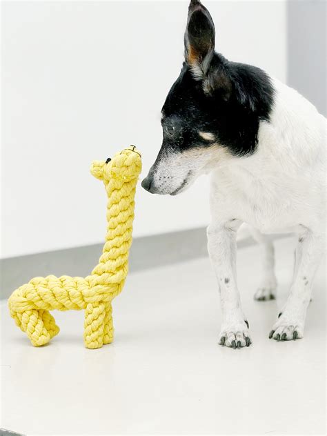 Best Dog Toys - Fun And Safe toys for canines - PetReview