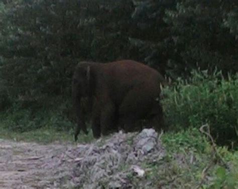 Evakuasi Gajah Liar Oleh Tim Dari Balai Besar KSDA Riau WWF Vesswic