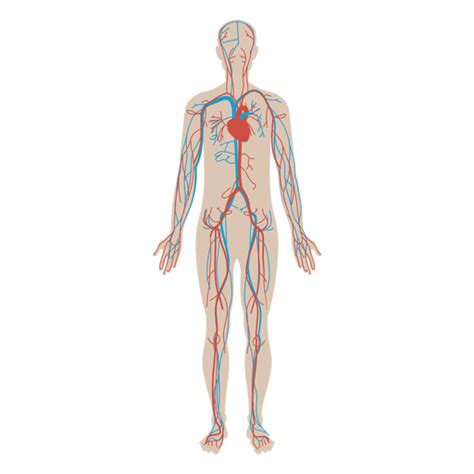 Circulatory System Flat Anatomy Diagram PNG & SVG Design For T-Shirts