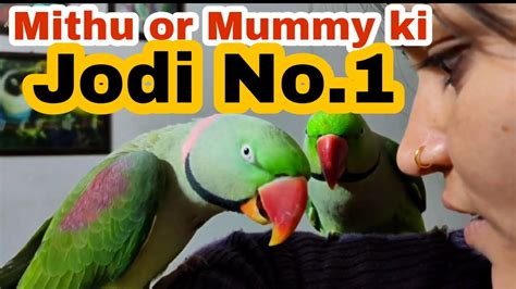 Mummy Or Mithu Ki Jodi No 1 Talking Parrots With Mom Shorts Youtube