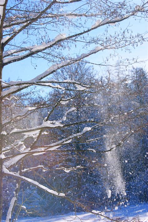 Free Images Tree Branch Snow Winter Sky Frost Ice Weather