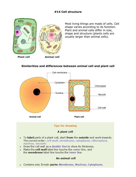 Cells Biology Notes Igcse