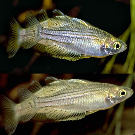 Aquarium Central Rainbow Eastern Rainbowfish Deepwater Creek