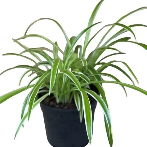 Reverse Spider Plant Chlorophytum Comosum Reverse Variegatum