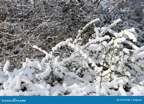 Textura De Los Arbustos Cubiertos Con Nieve Foto De Archivo Imagen De