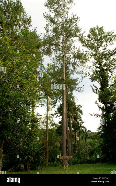 Honduras Pino, el árbol nacional de Honduras, El Jardín Botánico de ...