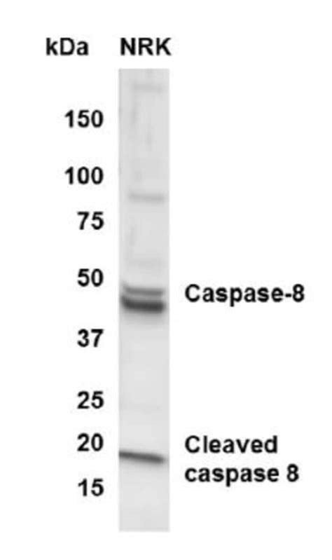 caspase  antibody ml unlabeledantibodies polyclonal fisher
