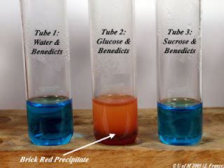 Food Test Benedict S Test For Reducing Sugars Biology Notes