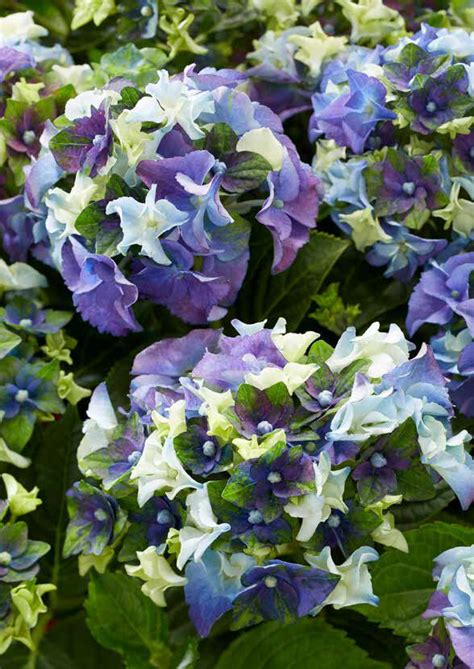 Хортензия Lady Mata Hari Blue - Love hortensia