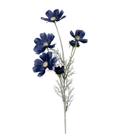 Cosmos Wild Flower Navy Cm Desflora