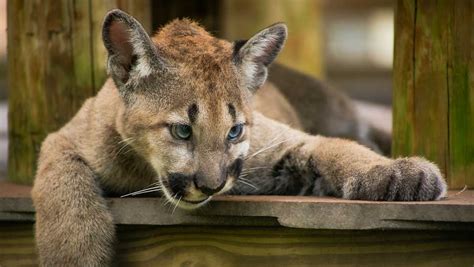 Gatorland welcomes 5-month-old Florida panther cubs