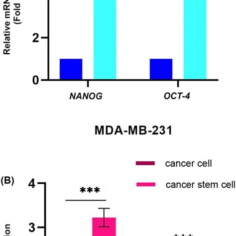 The Morphology Of MCF7 And MDAMB231 Monolayer And Spheroid Cultures