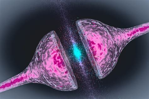 Synapse Between Two Neurons Neural Synapse Receptors Neuron Link Neural