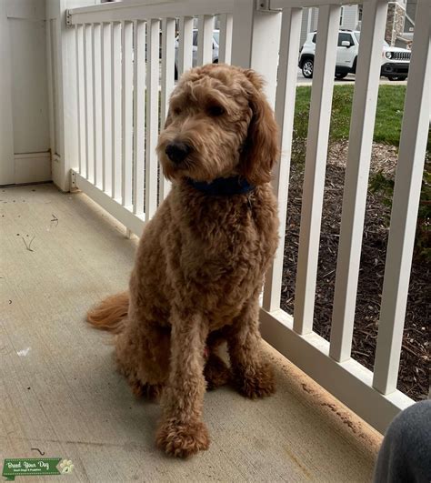 Full Size Golden Doodle, 65lbs 1.5 years old - Stud Dog in North