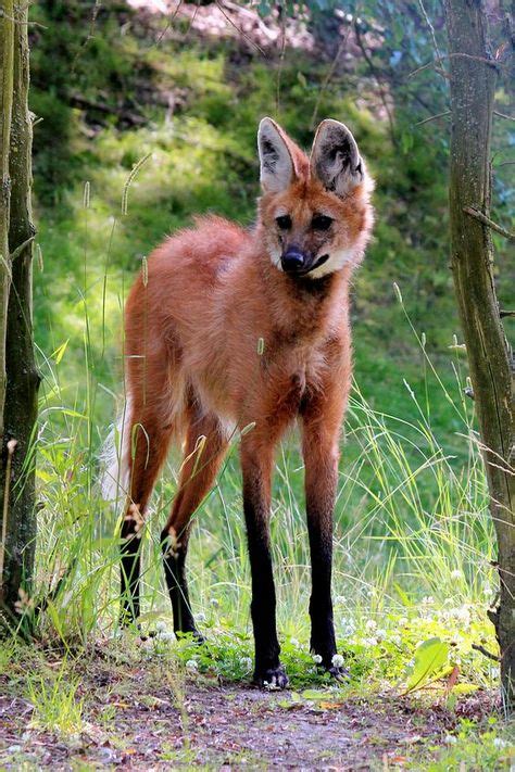 Las mejores 10+ ideas de Lobo de Crin/ Maned Wolf | aguara guazu ...